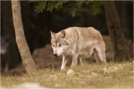 Wolf9.JPG