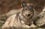 Wolf_entspannt.JPG