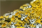 Xanthoria_parietina_pc1.JPG