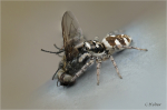 Zebra-Springspinne.JPG