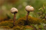 Zitzen-Stielbovist.JPG