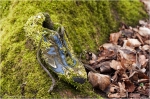 back_to_nature1.JPG