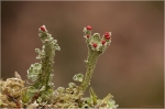 cladonia_digitata_4.JPG
