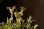 cladonia_sp_3.JPG