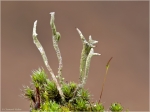 cladonia_subulata1.JPG