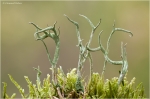 cladonia_subulata2.JPG
