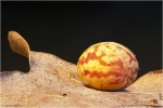 gallepc1.JPG