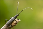 kleiner_eichenbock1pc1.JPG